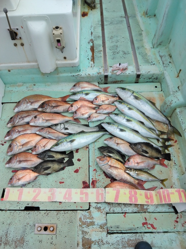 マダイ・チダイ・ヒラスズキ・ツバス(ブリ)・メバル