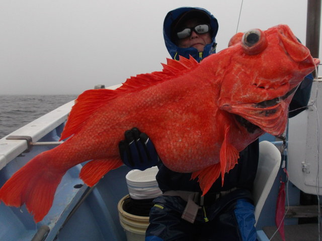 ベニアコウ(オオサガ)