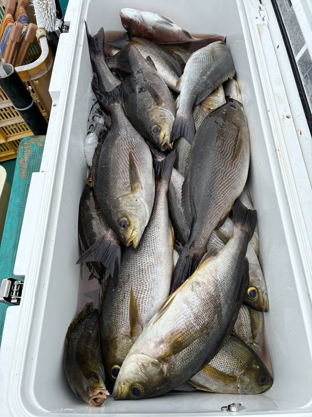 イサギ(イサキ)