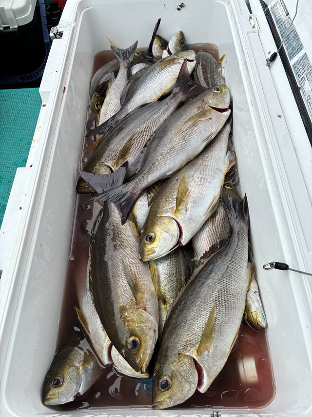 イサギ(イサキ)