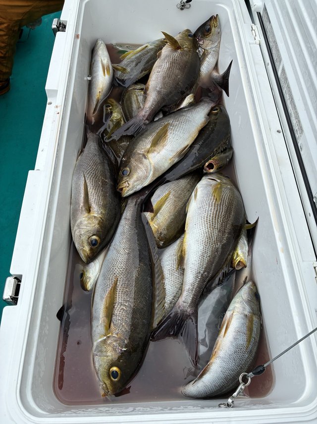 イサギ(イサキ)