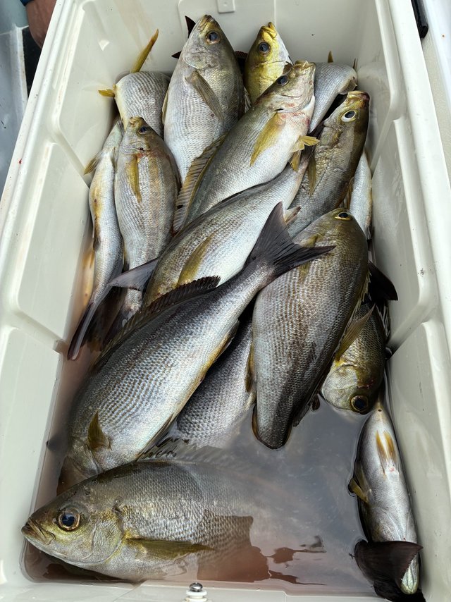 イサギ(イサキ)