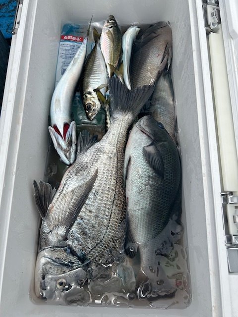 クロダイ・メジナ・アジ(マアジ)・イサキ