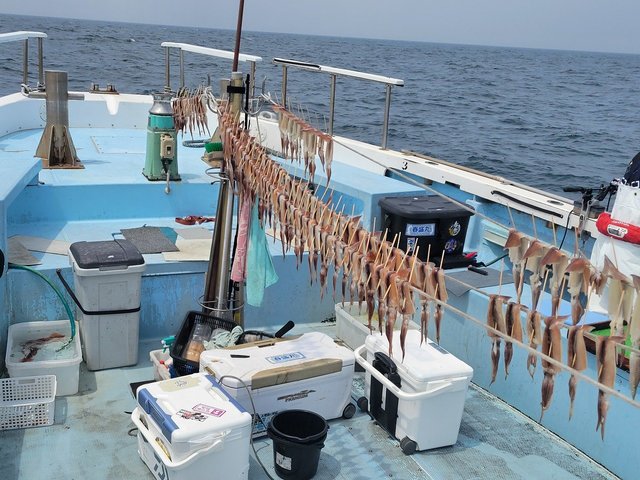 ムギイカ(スルメイカ)