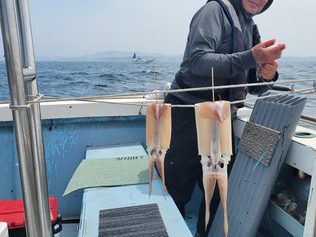 ムギイカ(スルメイカ)