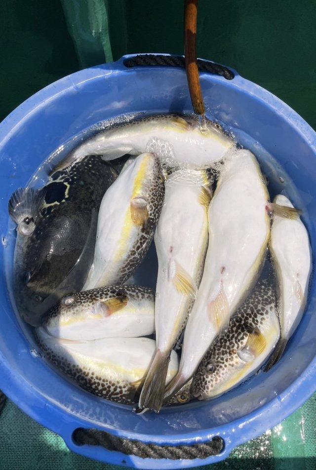 ショウサイフグ