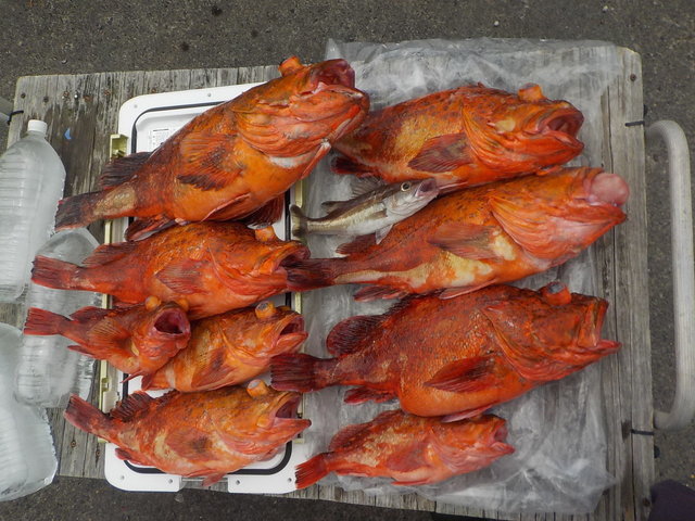 カンコ(ウッカリカサゴ)