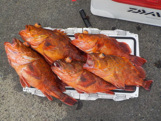 カンコ(ウッカリカサゴ)