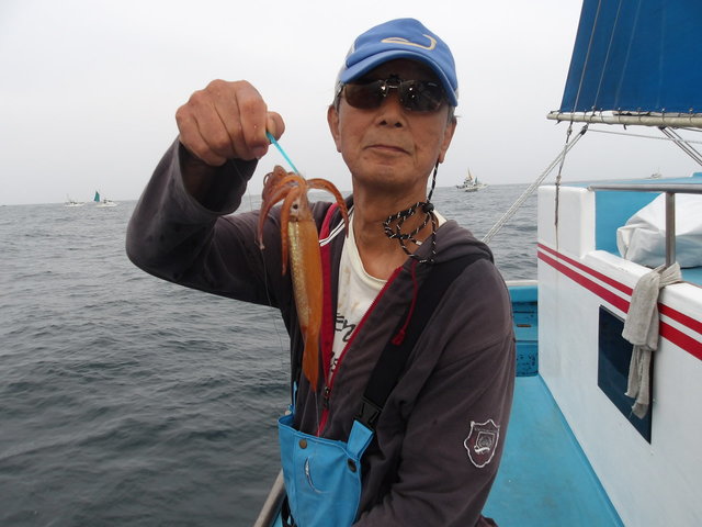 ムギイカ(スルメイカ)