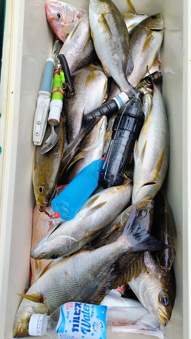 マダイ・イサキ