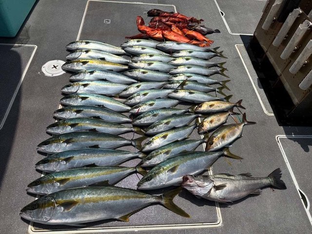 スズキ・マハタ・ヒラマサ・キンメダイ