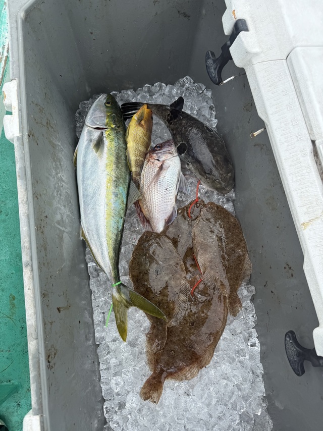 タイ(マダイ)・ハマチ(ブリ)・ガンゾウヒラメ(ガンゾウビラメ)・トラフグ