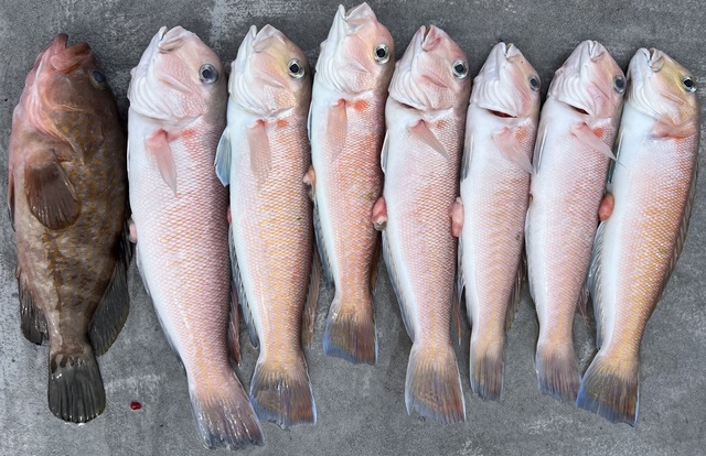 アコウ(キジハタ)・シロアマダイ