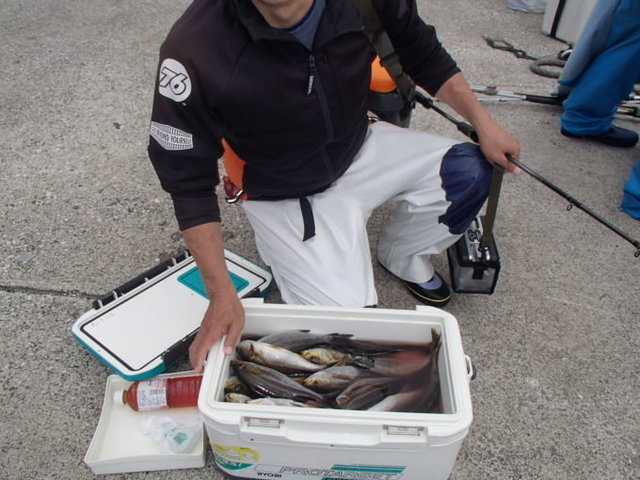 マアジ・イサキ