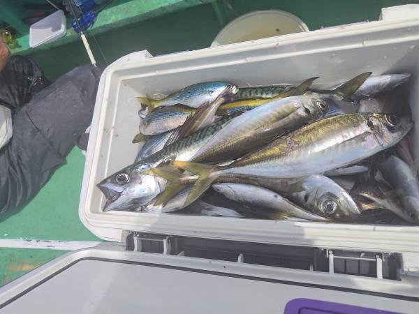 アジ(マアジ)・サバ(ゴマサバ)