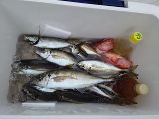 アジ(マアジ)