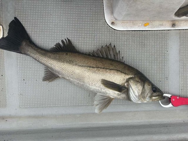 シーバス(スズキ)