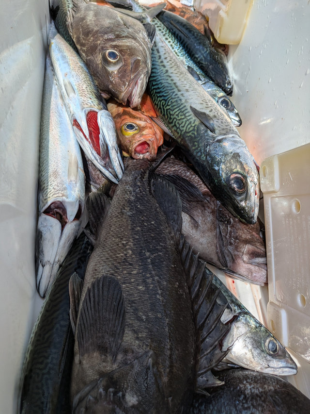 アラ・ウスメバル・サバ(ゴマサバ)