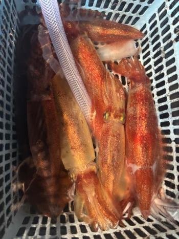 マイカ(ケンサキイカ)