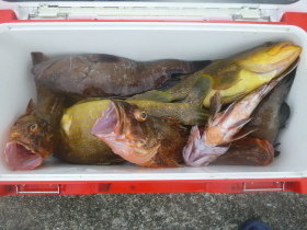 マハタ・アオハタ・カサゴ