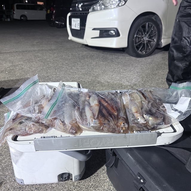 ムギイカ(スルメイカ)