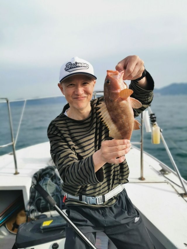 アコウ(キジハタ)