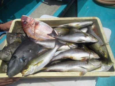 アジ(マアジ)・イサギ(イサキ)・カワハギ・ウマズラハギ(ウマヅラハギ)