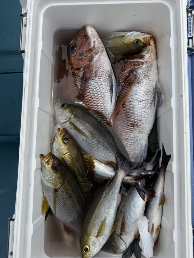 マダイ・イサキ