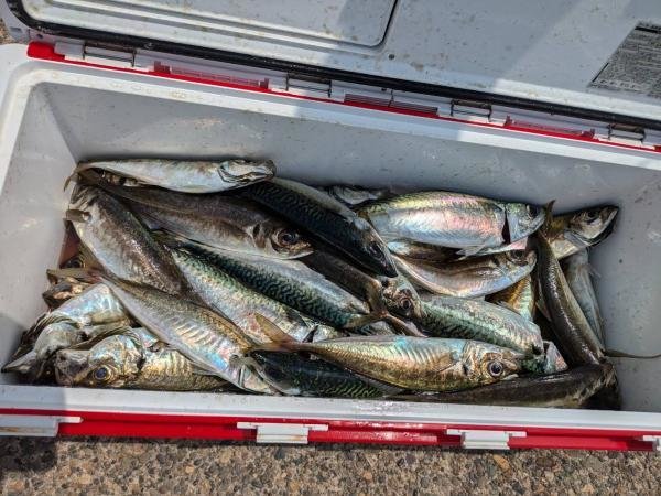 アジ(マアジ)・サバ(ゴマサバ)