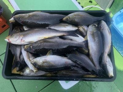 イサギ(イサキ)