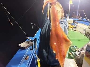 マイカ(ケンサキイカ)