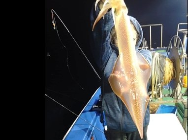 マイカ(ケンサキイカ)