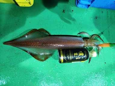 マイカ(ケンサキイカ)