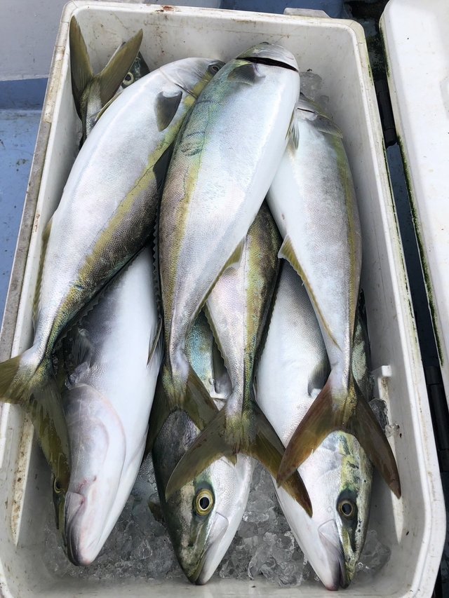 ワラサ(ブリ)・ヒラマサ