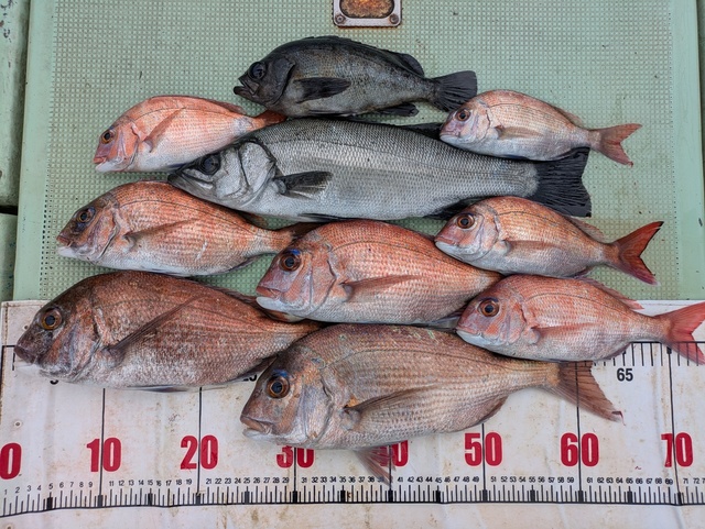 タイ(マダイ)・ヒラスズキ・メバル