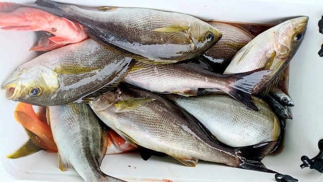 アカハタ・イサキ