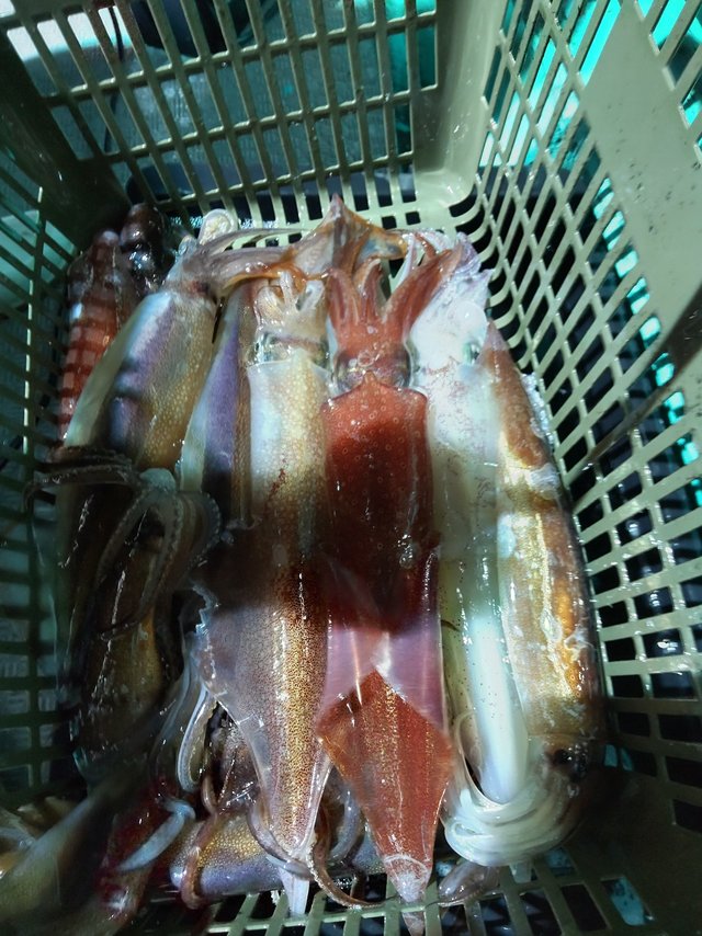 シロイカ(ケンサキイカ)