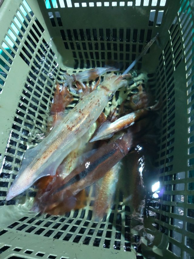 シロイカ(ケンサキイカ)・スルメ(スルメイカ)