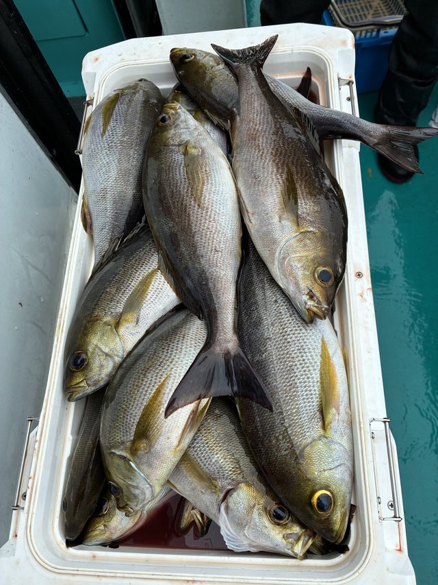 イサギ(イサキ)