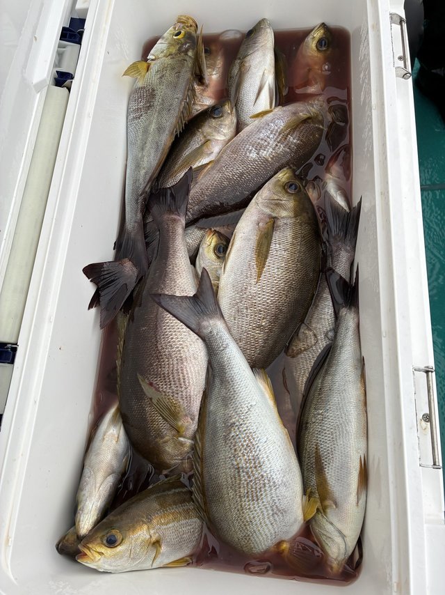 イサギ(イサキ)