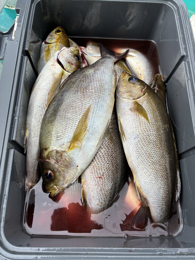 イサギ(イサキ)