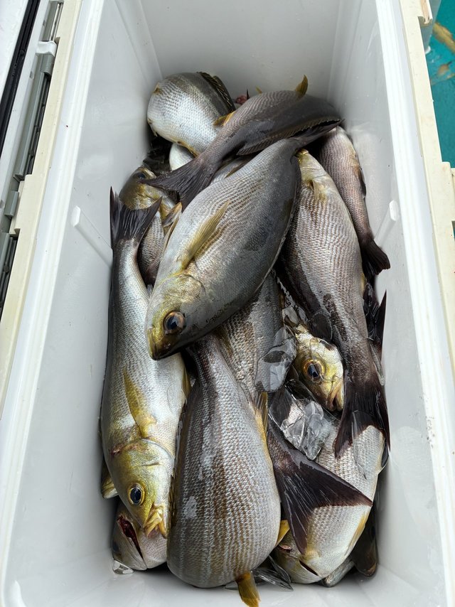 イサギ(イサキ)