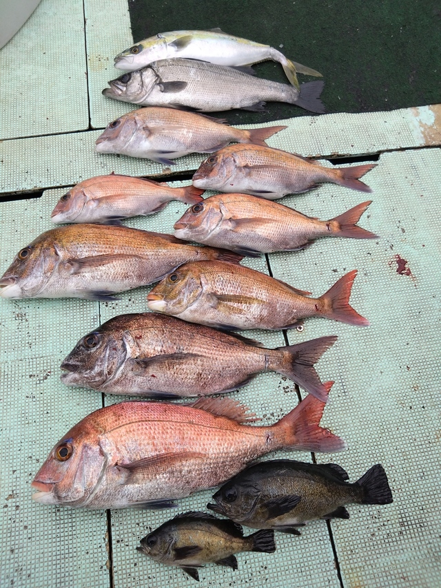 タイ(マダイ)・ヒラスズキ・ハマチ(ブリ)・メバル