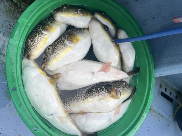 ショウサイフグ