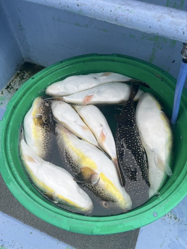 ショウサイフグ