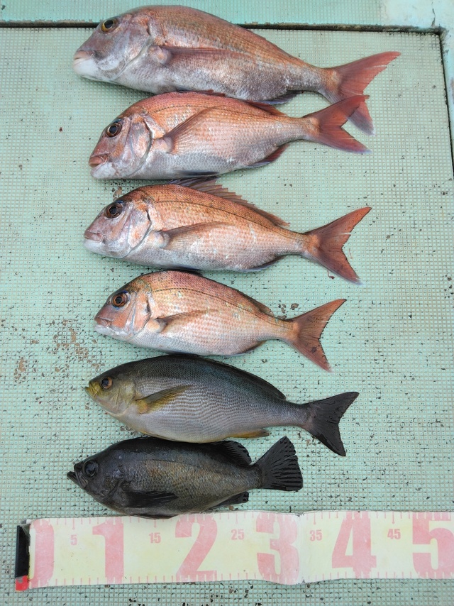 マダイ・イサギ(イサキ)・メバル