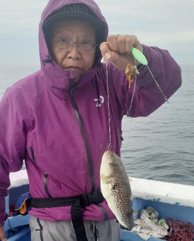 ショウサイフグ