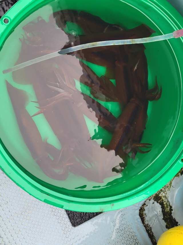 ムギイカ(スルメイカ)