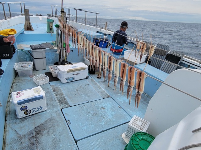 ムギイカ(スルメイカ)