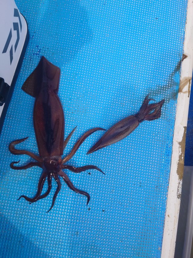 ムギイカ(スルメイカ)